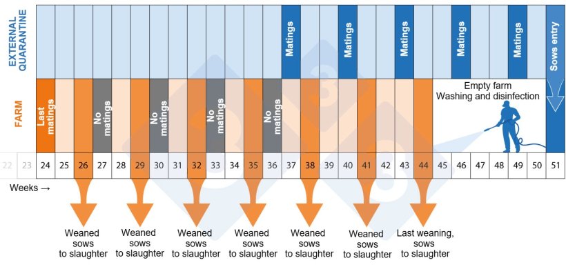 Figure 2. Depopulation-repopulation program timeline.
