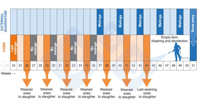 Figure 2. Depopulation-repopulation program timeline.
