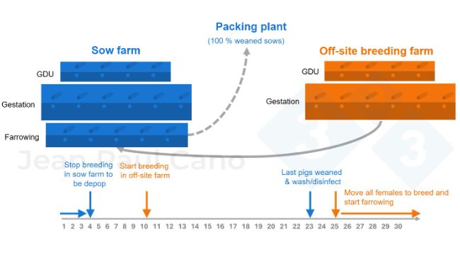 Figure 2. Timeline and animal flow diagram during the depopulation&ndash;repopulation process.
