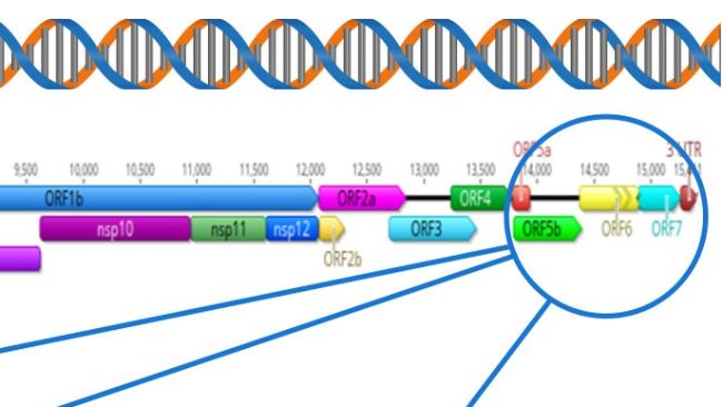 Figure 1: Schematic representation of a PRRSV whole genome (GenBank U87392) and the target regions for different diagnostic assays. In the United States, RT-PCR assays to detect modified live virus (MLV) vaccine-like viruses target the nsp2 region, and CLAMP sequencing to block amplification of MLV vaccine viruses during Sanger sequencing targets the ORF5 gene.
