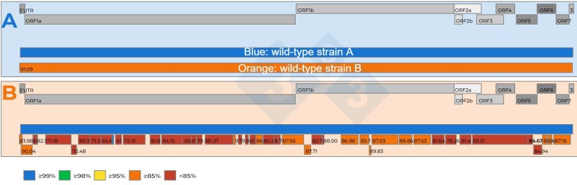 Figure 2: A) Schematic representation of a comparison of two whole PRRSV genomic sequences recovered from a pooled 15:1 serum sample with a Ct of 18.4. One virus was set as are referent (blue color). The level of nucleotide similarity between the viruses are represented by numbers in the red square boxes. B) Schematic representation of a comparison of two PRRSV genomic sequences recovered from a 5:1 pooled serum sample with a Ct of 19.5. One virus was set as the referent strain (blue color). The level of nucleotide similarity between the genome fragments recovered from the second virus is color coded and also represented by numbers in the red square boxes. PRRSV genome genes are represented on top of both panel A and B. The individual ORFs present in a PRRSV whole genome sequence are represented on top of both panel A and B.
