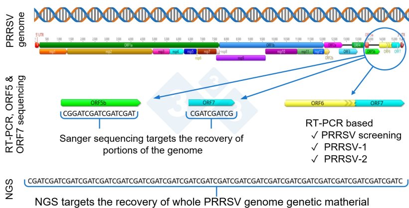 Figure 1: Schematic representation of a PRRSV whole genome (GenBank U87392) and the target regions for different diagnostic assays. In the United States, RT-PCR assays to detect modified live virus (MLV) vaccine-like viruses target the nsp2 region, and CLAMP sequencing to block amplification of MLV vaccine viruses during Sanger sequencing targets the ORF5 gene.
