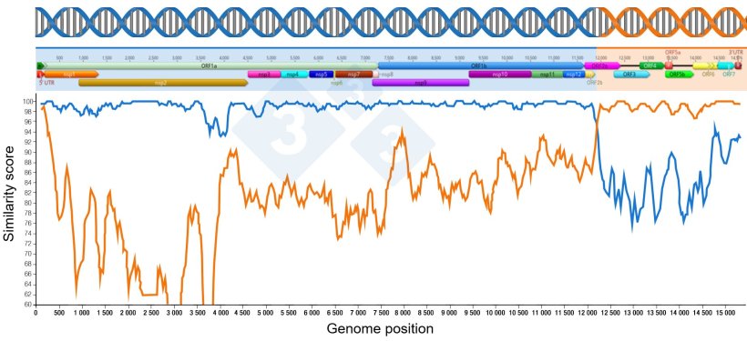Figure 1: Representation of a recombination event generating a new virus. The region before and after the points where the two lines cross denote the portion of genomes received from the two parental viruses. Genome regions are shown at the top.