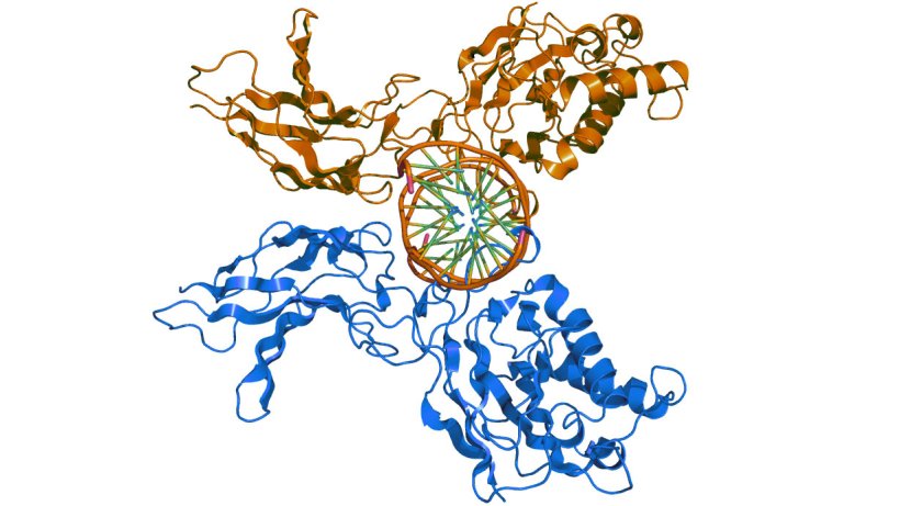 Three-dimensional representation of the protein complex Nuclear Factor kB.
