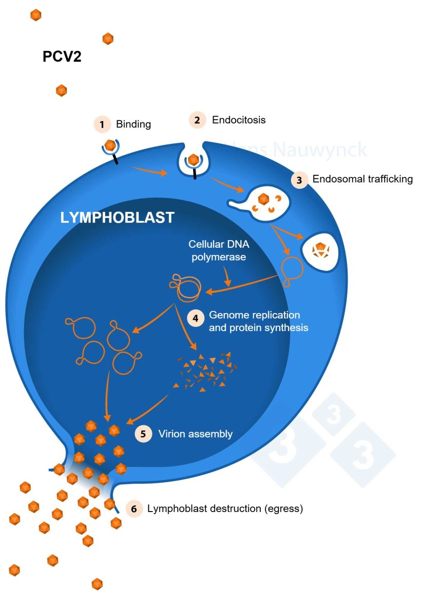 Lymphoblasts are the cells in which PCV2 replicates, so the more lymphoblasts are present, the better PCV2 can replicate.