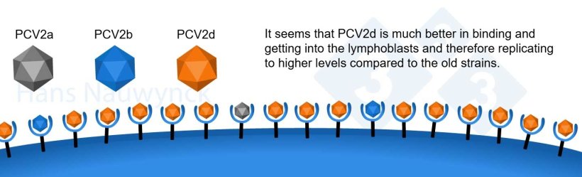 PCV2 is a virus in constant evolution, PCV2d has become the dominant strain nowadays, changing its surface to have a better binding to its receptors on the lymphoblasts.