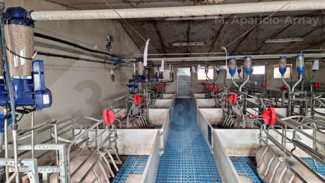 Photo 2. Precision feeding during sow lactation.
