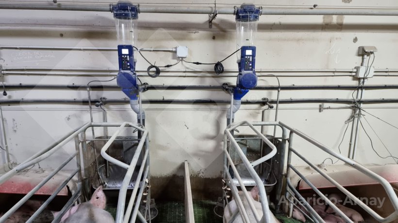 Photo 1. Precision feeding during sow lactation.
