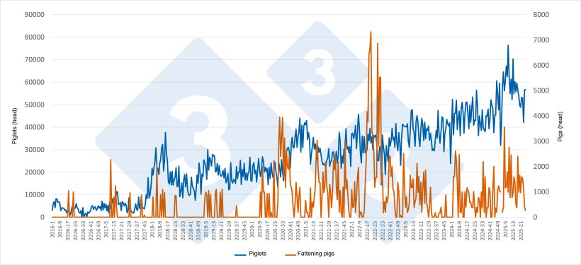Weekly evolution of Spanish imports of piglets and fattening&nbsp;pigs&nbsp;from the Netherlands (January 2016 - June 2025). Source: Draft 333 based on RVO data.

