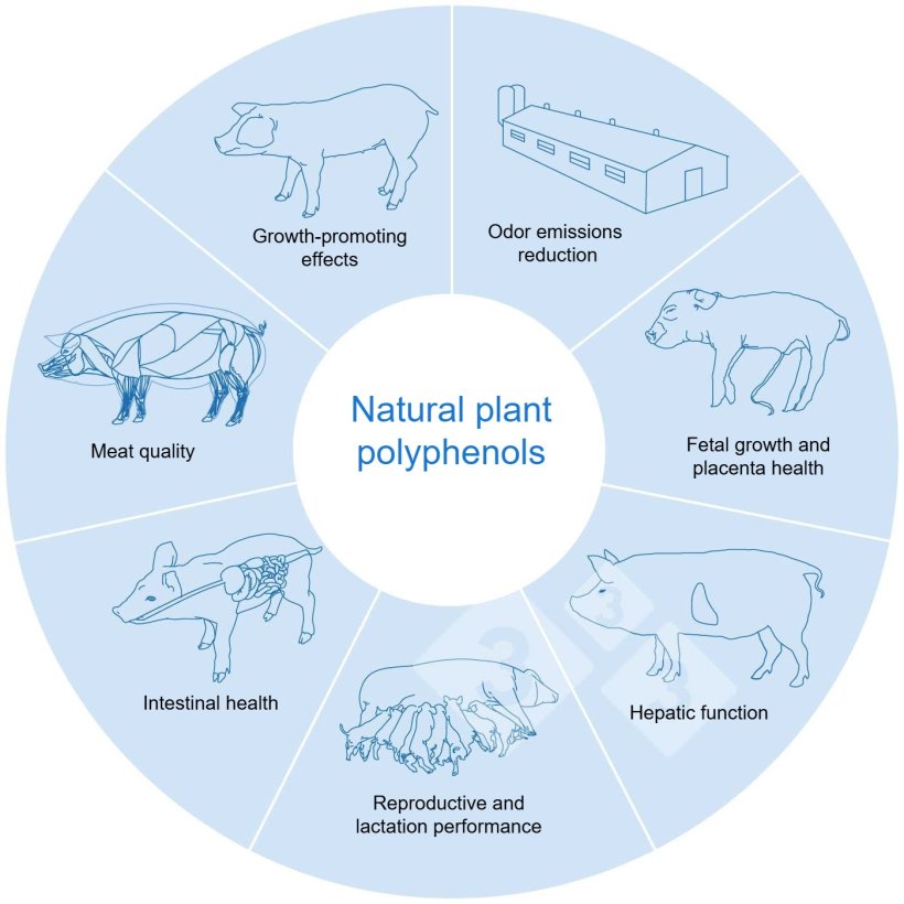 Natural plant polyphenols contribute to the ecological and healthy swine production. Adapted from Huadi Mei et al, 2024
