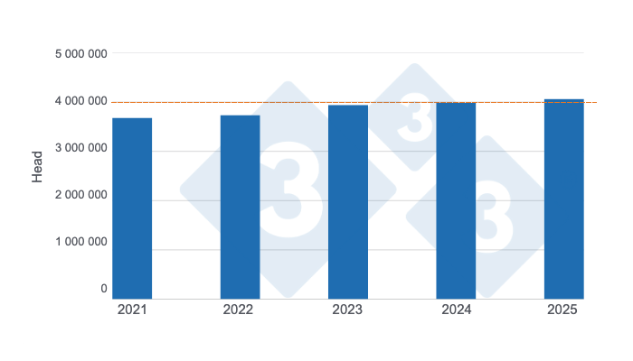 Pig slaughter in the first half of the last five years. Prepared by 333 Latin America with data from the Secretariat of Agriculture, Livestock and Fisheries of the Ministry of Economy of Argentina.