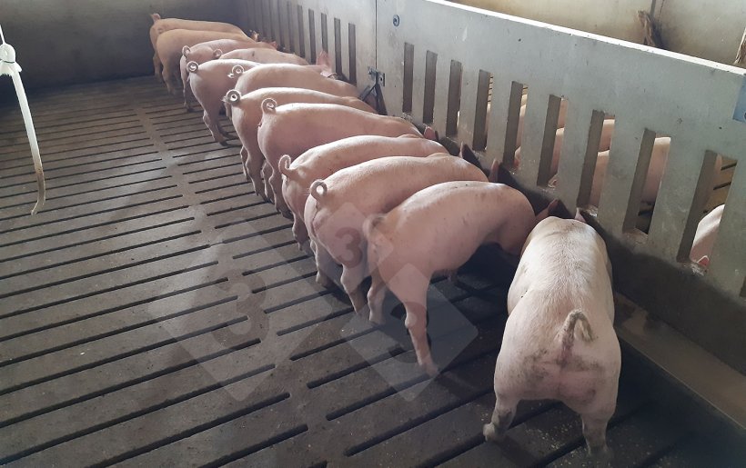 Ration feeding - long trough feeder.
