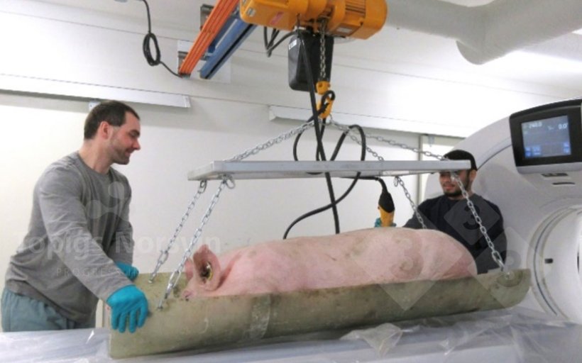 Figure 3. With an articulated stretcher system, animals are moved from the preparation area to the CT scanner.
