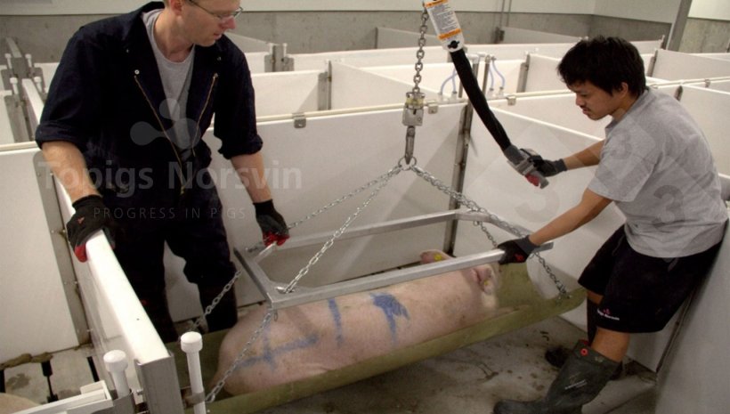 Figure 2. The animals are sedated to keep them calm during the process.
