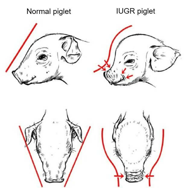Figure 2. Dolphin-like shaped skull characteristic in IUGR piglets (Hales et al., 2014).