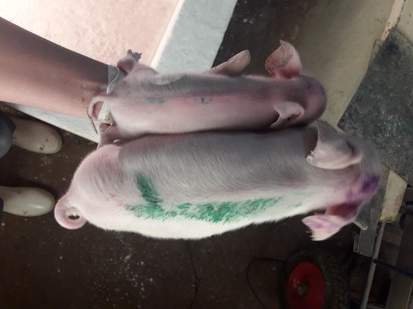 Figure 1. Two piglets from the same litter, born at term, one with normal weight (below) and one born with IUGR (above). Source: Personal archive.
