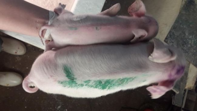 Figure 1. Two piglets from the same litter, born at term, one with normal weight (below) and one born with IUGR (above). Source: Personal archive.