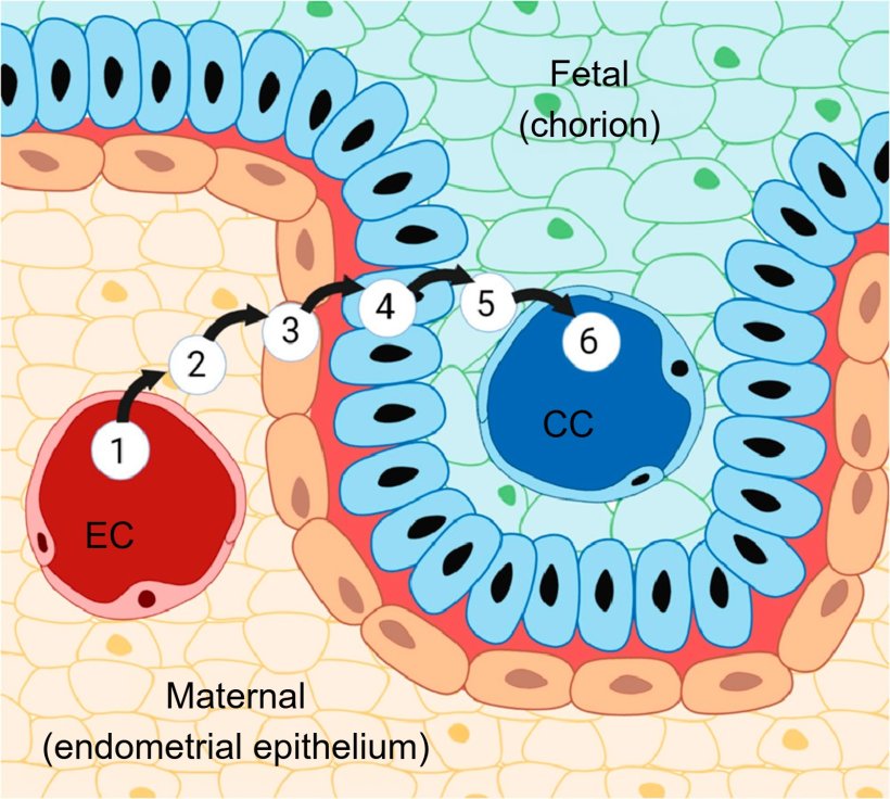 Figure 3. Porcine placenta and its six layers: (1) Endometrial capillaries, (2) endometrial interstitium, (3) endometrial epithelium, (4) trophoblast epithelium, (5) chorionic interstitium, and (6) chorionic capillaries. Source: Almeida & Alvarenga, 2022.