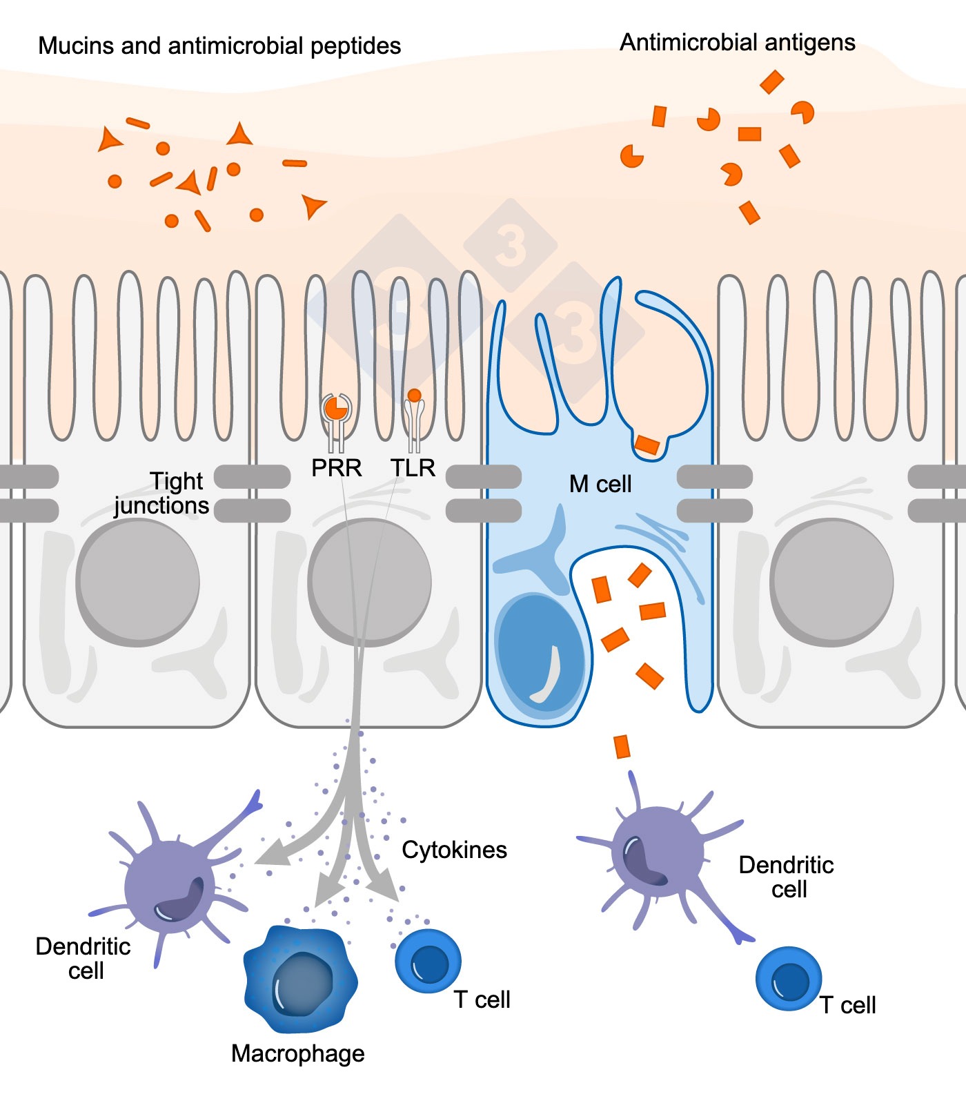 Figure 1. Schematic diagram illustrating the mechanism of action of intestinal immune cells in response to external threats.
