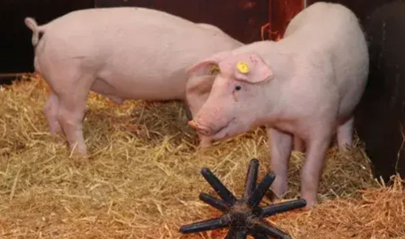Gene-edited pigs resistant to classical swine fever.