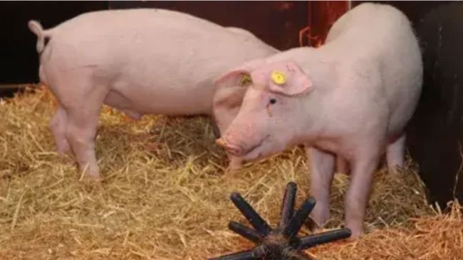 Gene-edited pigs resistant to classical swine fever.