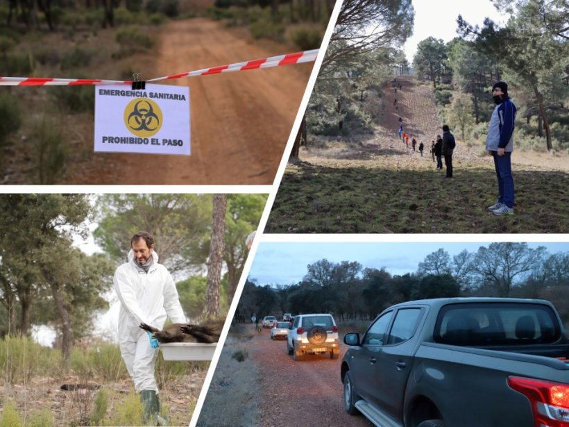 Figure&nbsp;2. ASF simulations in wild boars.
