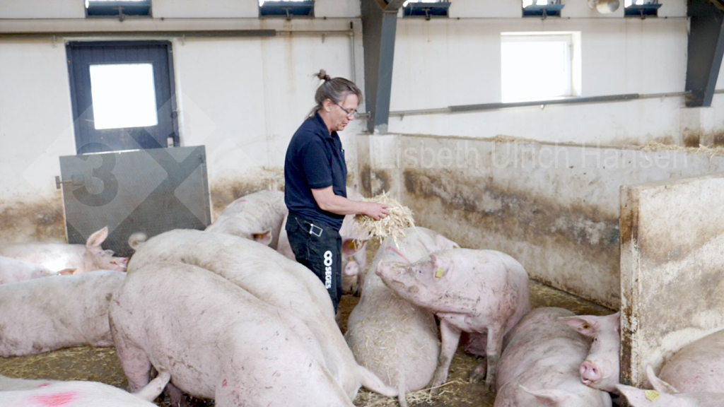Foto 2: Daily inspection of sows &ndash; looking for sows with lameness
