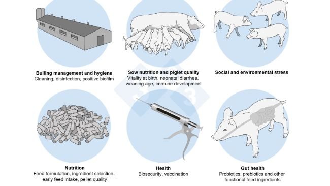 Figure 2. A holistic approach to address the multifactorial challenge of post-weaning