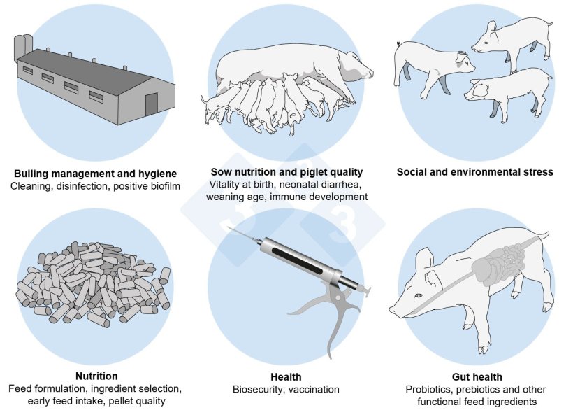 Figure 2. A holistic approach to address the multifactorial challenge of post-weaning