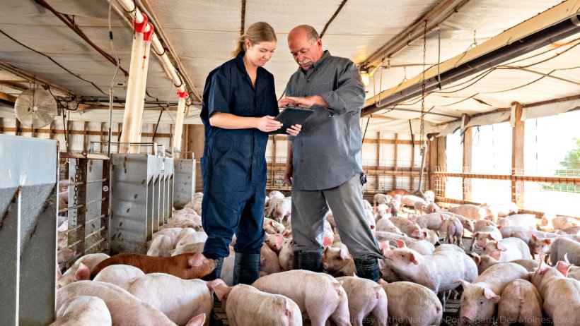 Intergeneration teams on pig farms