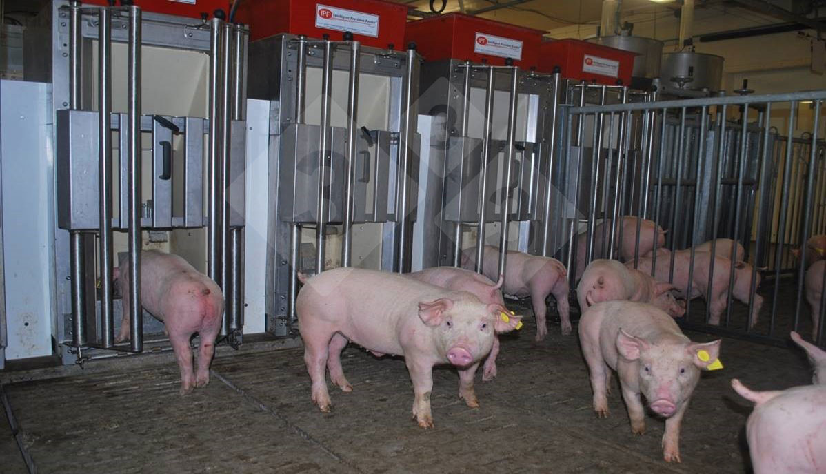 Photo 1. Individual feeders allow pigs to enter one at a time to request feed. Ear tags identify each pig with passive transponders, which allow the feeder to recognize the individual and provide daily diets tailored to each animal's&nbsp;specific needs.
