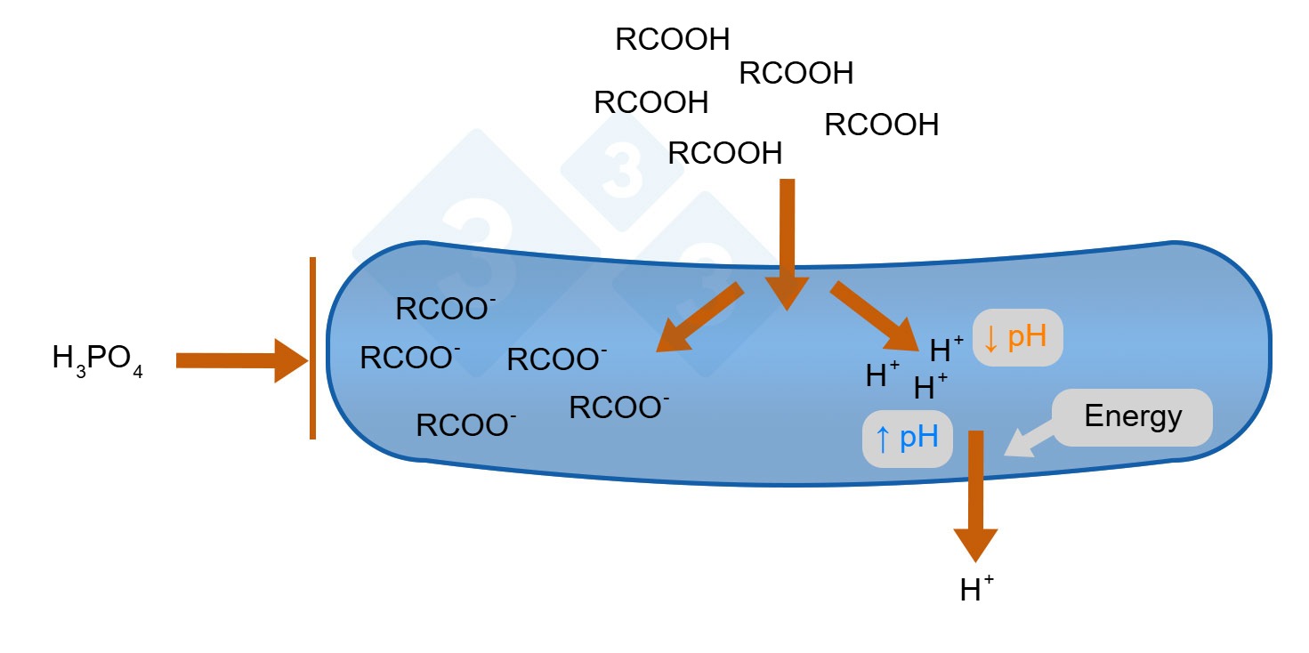 Figure 1: Organic acid mode of action (Gauthier, 2002)
