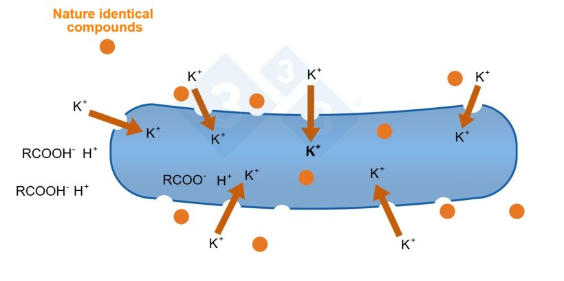 Figure 3: Organic acid mode of action.