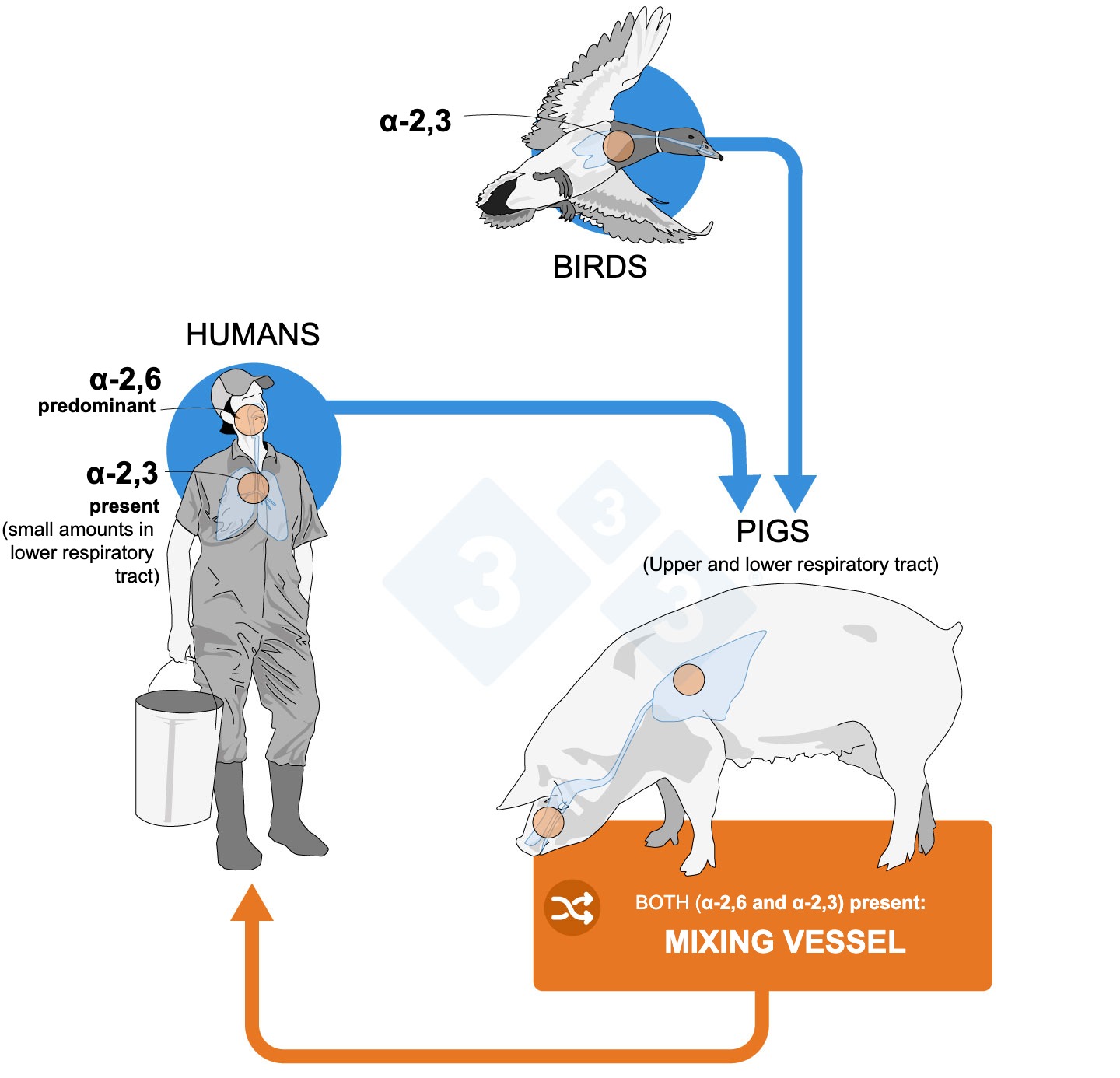 Figure 2. Distribution of influenza virus receptors in humans, birds, and pigs. There are two main configurations of these receptors: &alpha;-2,3, which is exclusive to birds, and &alpha;-2,6, which is predominant in humans. Pigs have both configurations throughout their respiratory tract and are therefore more easily infected by both avian and human viruses.
