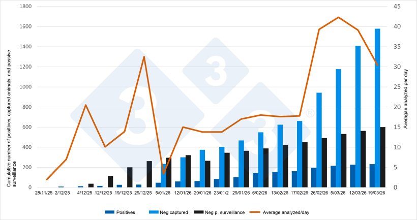 Evolution of the ASF outbreak in Catalonia. Graph based on updates issued by MAPA.