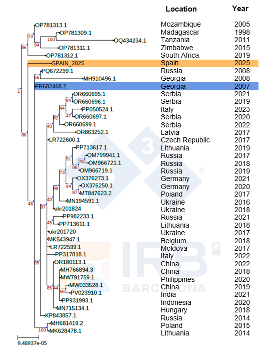 Figure 1. Phylogenetic relationship of the Sp25 strain (in orange) compared to other African and European ASFV isolates following the introduction of Georgia 2007 (in blue) in Europe. Author: Dr Toni Gabald&oacute;n and Marina Marcet-Houben (IRB)
