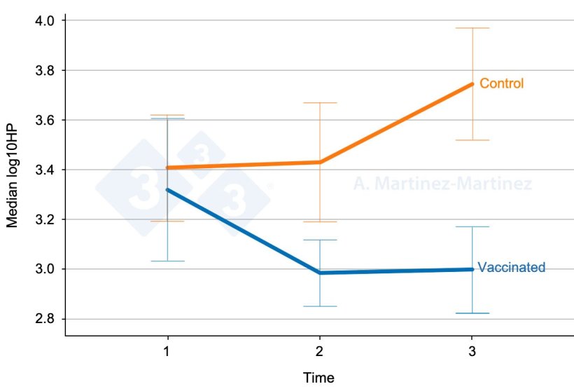 Figure 1. Salivary haptoglobin levels in two groups of pigs, one vaccinated and the other unvaccinated. Error bars: 95% CI. Source: A. Martinez-Martinez.
