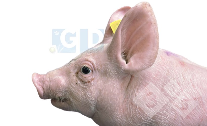 Photo 1. Affected pig of 4 weeks of age showing bulging eyes and strabismus, swelling in the neck and an apparent shortness of the lower jaw. The skin of the thorax shows scratches.
