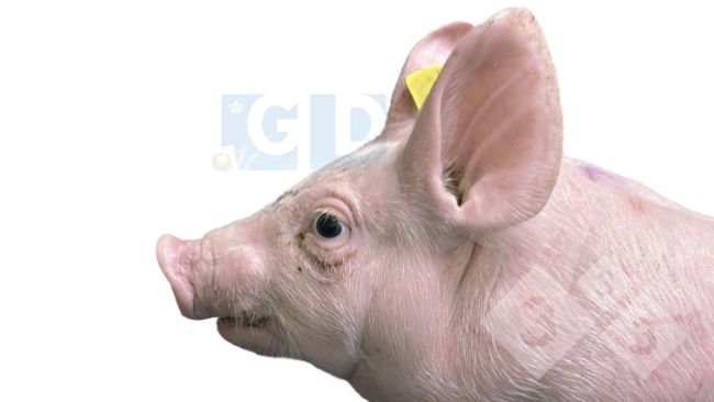 Photo 1. Affected pig of 4 weeks of age showing bulging eyes and strabismus, swelling in the neck and an apparent shortness of the lower jaw. The skin of the thorax shows scratches.