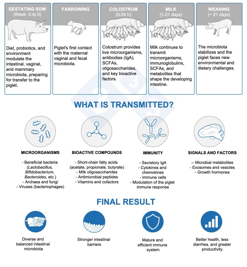 The sow acts as a "microbial bridge", transmitting microorganisms and immune signals that initiate the building of the piglet's gut microbiome and immune system.