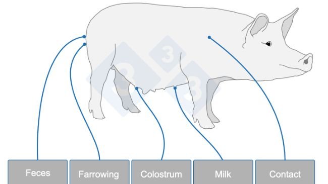 The sow seeds the piglet’s microbiota. The process begins at farrowing and continues throughout lactation, representing an invisible inheritance that influences the piglet’s health and productive performance.