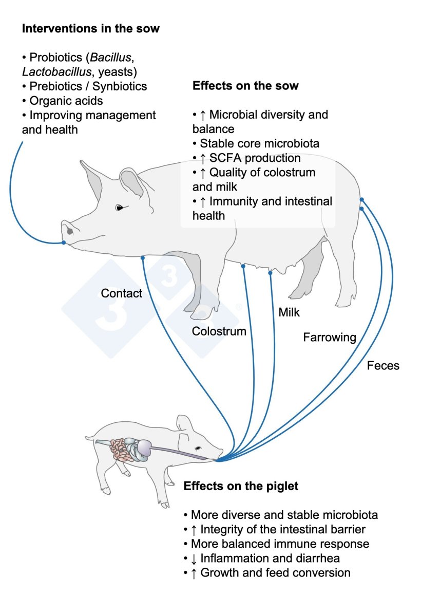 An intervention in the dam can transform the microbiome and immune response of her progeny.