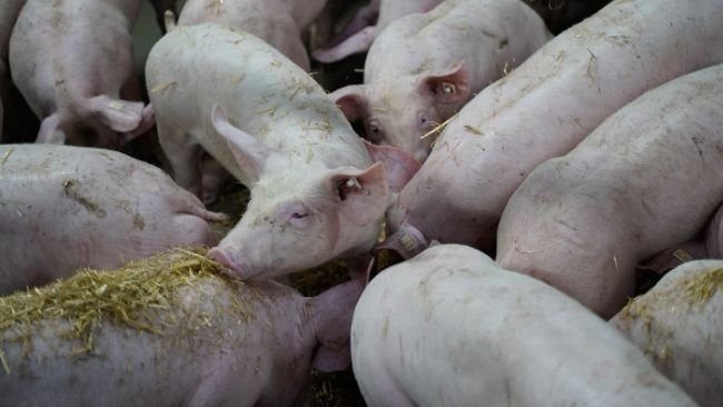 As a leading supplier of livestock housing equipment to the agricultural sector, WEDA Dammann & Westerkamp of Lutten is presenting a fully automatic WEDA straw dispensing system, designed to improve animal welfare in pig farming.