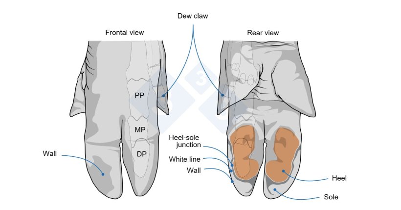 Frontal and rear pig foot views, showing the anatomical areas evaluated for each claw. Wall: the hard outer layer of each claw, can also be called the hoof horn. Heel: soft keratinized epidermis on the volar surface of the claw. Sole: the bottom portion of the claw, it is slightly softer than the wall and in pigs covers a relatively small area. Heel-sole junction: juncture line between the heel and the sole. White line: the line around the edge of the sole that is the junction between the sole and the wall on the underside of the claw. (PP, MP and DP: proximal, medial and distal phalange of the main digit)
