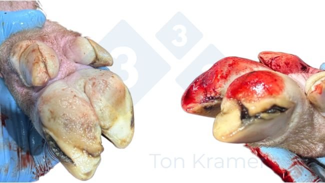 Left picture: White line lesion, severe; Right picture: White line lesion, severe; Vertical cracks