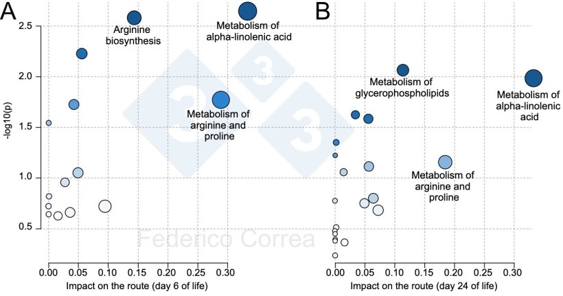 Figure 1. Metabolic pathways of colostrum associated with piglet survival during the lactation period. The figures show the main metabolic pathways of colostrum associated with piglet survival at 6 days (A) and 24 days (B). The size and color of the dots indicate the effect and significance of the metabolic pathways, respectively.