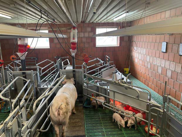 The AI-based&nbsp;smart farrowing&nbsp;pen, developed by&nbsp;WEDA Dammann&nbsp;&amp; Westerkamp&nbsp;and VetVise, has&nbsp;won the 2026 DLG&nbsp;Innovation Award&nbsp;EuroTier (Gold) and&nbsp;the Animal Welfare&nbsp;Award (AWA).
