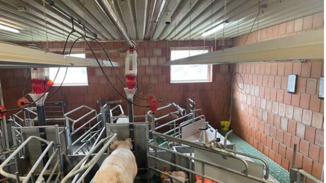 The AI-based smart farrowing pen, developed by WEDA Dammann & Westerkamp and VetVise, has won the 2026 DLG Innovation Award EuroTier (Gold) and the Animal Welfare Award (AWA).