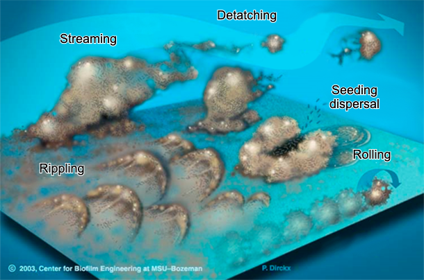 Figure&nbsp;7. Biofilm bacteria can move in many ways: either collectively in waves, rolling on the surface, shedding in groups, or individually dispersed in the stream.&nbsp;Source: Center for Biofilm Engineering, Montana State University.
