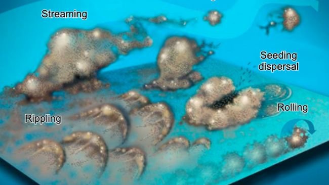 Figure 7. Biofilm bacteria can move in many ways: either collectively in waves, rolling on the surface, shedding in groups, or individually dispersed in the stream. Source: Center for Biofilm Engineering, Montana State University.